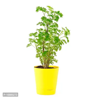 Phulwa Aralia Green Plant Best Live Indoor Air Purifying Plant with Yellow Self Watering Plastic Pot, Plant for Indoor  Outdoor, Home  Office D?cor, Gifting, Pack of-1