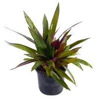 Phulwa Garden Live Plant Rhoeo Neon Plants for Indoor and Gifting Item with Black Pot-thumb1