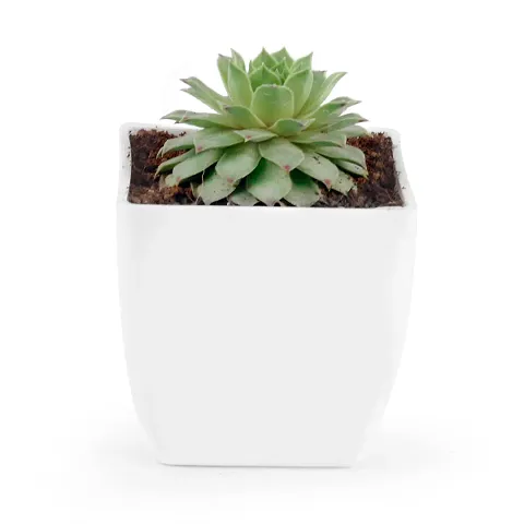 New Arrival Plant & Planters 