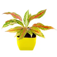 Phulwa Aglaonema Pink Snow Live Plant with Yellow Square Plastic Pot for Home Decore, Indoor Plant, Office Plant with Yellow Pot-thumb1