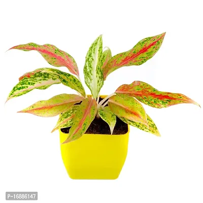 Phulwa Aglaonema Pink Snow Live Plant with Yellow Square Plastic Pot for Home Decore, Indoor Plant, Office Plant with Yellow Pot-thumb2