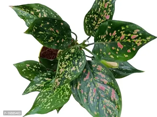 Phulwa Aglaonema Red Valentine Natural Live Plant in Pot-thumb2