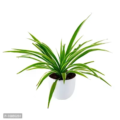 Phulwa Cholorophytum Spider Live platn with White Round Plastic Pot, Indoor Plant, House Plant, Offfice Plant,