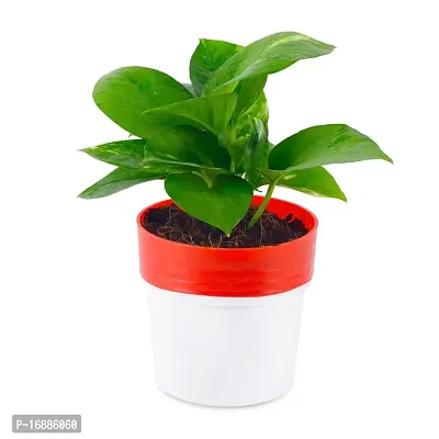 PHULWA combo of 2 Plants, Jade Plant with Blue and White 2 shade Pot and Money Plant with Red and White 2 shade pot,plants for Home  Office d?cor| Easy Care |Lucky plant | indoor  outdoor decoration-thumb5