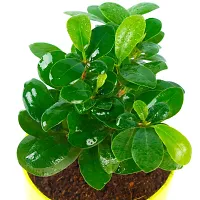 Phulwa Ficus compacta Live Plant with Yellow and White Plastic Pot, Indoor Plant, House Plant, Offfice Plant,-thumb4