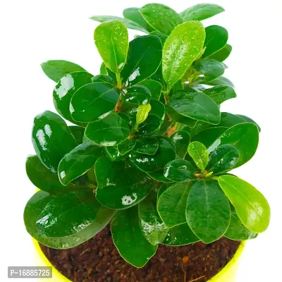 Phulwa Ficus compacta Live Plant with Yellow and White Plastic Pot, Indoor Plant, House Plant, Offfice Plant,-thumb5