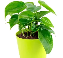 PHULWA Air Purifying Green Live Money Plant with yellow self watering plastic pot low maintainance, plant for Home  Office D?cor | Easy Care | Lucky plant | Plant for Gifting | indoor  outdoor decoration | Pack of 1-thumb1