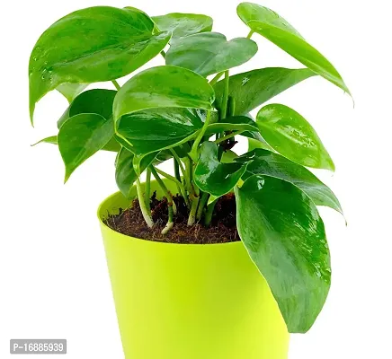 PHULWA Air Purifying Green Live Money Plant with yellow self watering plastic pot low maintainance, plant for Home  Office D?cor | Easy Care | Lucky plant | Plant for Gifting | indoor  outdoor decoration | Pack of 1-thumb2