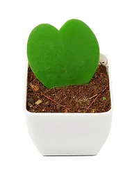 Phulwa Hoya Heart Cute Succulent Plant with White Pot| Perfect Valentine Gift for Your Loved Ones | Indoor Plant | Office Plant |-thumb1