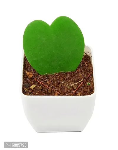 Phulwa Hoya Heart Cute Succulent Plant with White Pot| Perfect Valentine Gift for Your Loved Ones | Indoor Plant | Office Plant |-thumb2