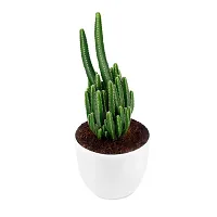 Phulwa Triangular Cactus Live Plant with White Pot Low maintainance Plant Indoor Plant for Home Decoration and Office Plant-thumb1