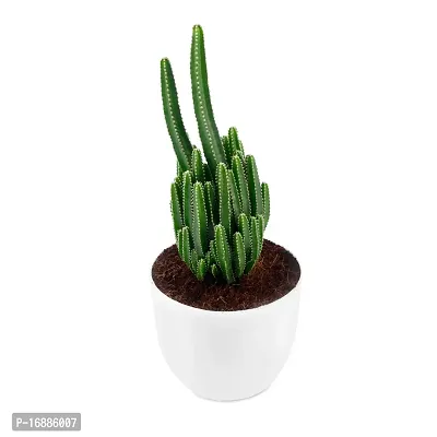 Phulwa Triangular Cactus Live Plant with White Pot Low maintainance Plant Indoor Plant for Home Decoration and Office Plant-thumb2