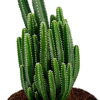 Phulwa Triangular Cactus Live Plant with White Pot Low maintainance Plant Indoor Plant for Home Decoration and Office Plant-thumb2