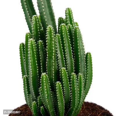 Phulwa Triangular Cactus Live Plant with White Pot Low maintainance Plant Indoor Plant for Home Decoration and Office Plant-thumb3