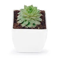 Phulwa Original Red Tip Laxmi Kamal, Sempervivum Live Plant with White Square Pot-thumb1