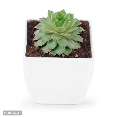 Phulwa Original Red Tip Laxmi Kamal, Sempervivum Live Plant with White Square Pot-thumb2