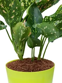 Phulwa Aglaonema Red Valentine Natural Live Plant in Pot-thumb3