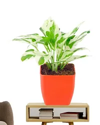 PHULWA Combo of 2 Layer Lucky Bamboo Plant with Square glass pot and Pothos Money Plant With Red Square Plastic Pot Easy Care Indoor Plant | Home  Office D?cor Airpurifying | Good Luck | Plant for Gifting-thumb2