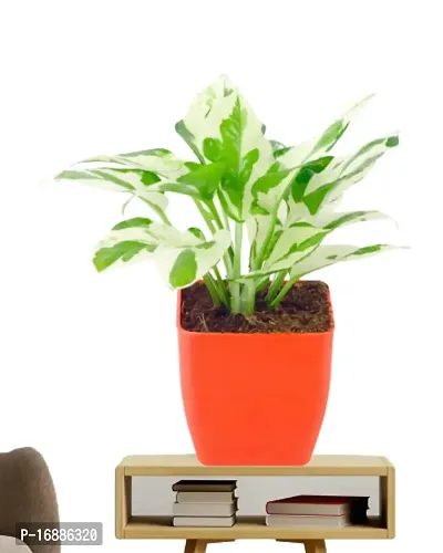 PHULWA Combo of 2 Layer Lucky Bamboo Plant with Square glass pot and Pothos Money Plant With Red Square Plastic Pot Easy Care Indoor Plant | Home  Office D?cor Airpurifying | Good Luck | Plant for Gifting-thumb3