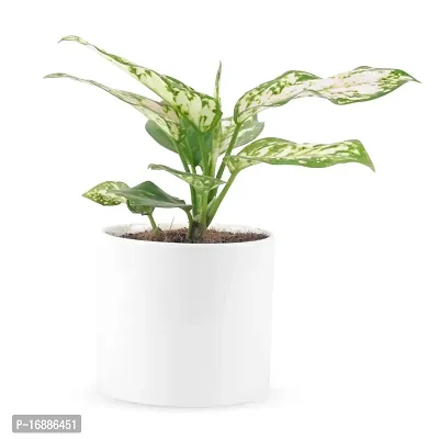 PHULWAagloanema Snow White Live Plant with White Ceramic Pot Low maintainance Foliage Plant Air Purifying Plant Indoor Plant for Home Decoration and Office Plant