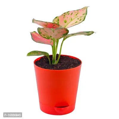 Phulwa Aglaonema Valentine Live Plant with red self-Watering Pot for Home decore, Indoor Plant, Office Plant