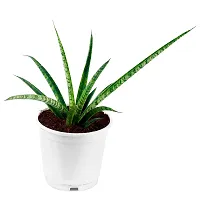 Phulwa sanseveria laurenti Live Plant with White nursedry Pot, Indoor Plant, Home d?cor, Office palnt, Succulent Plant-thumb1