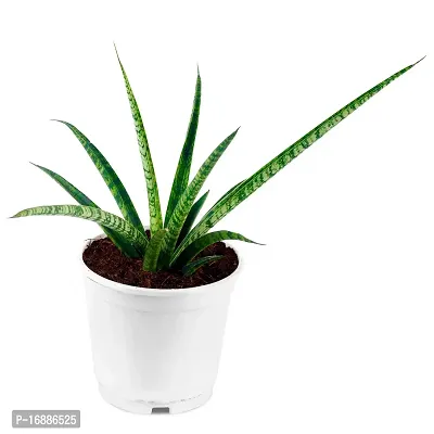 Phulwa sanseveria laurenti Live Plant with White nursedry Pot, Indoor Plant, Home d?cor, Office palnt, Succulent Plant-thumb2