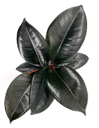 Phulwa Ficus Rubber Plant Three in one with Plastic Pot | Indoor Plants | Variegated | Air Purifying Plants | Bonsai Tree | Home  Office D?cor (Pack of 1)-thumb2