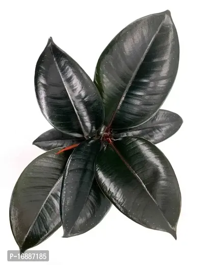 Phulwa Ficus Rubber Plant Three in one with Plastic Pot | Indoor Plants | Variegated | Air Purifying Plants | Bonsai Tree | Home  Office D?cor (Pack of 1)-thumb3