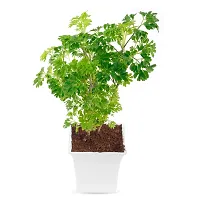 Phulwa Aralia Green Plant Best Live Indoor Air Purifying Plant with White Square Plastic Pot, Plant for Indoor  Outdoor, Home  Office D?cor, Pack of-1-thumb4