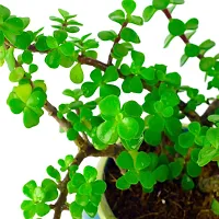 Phulwa Good Luck Jade Plant with Pot-thumb4