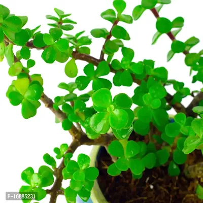 Phulwa Good Luck Jade Plant with Pot-thumb5