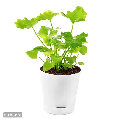 Phulwa Green Xanadu Live Plant with White self Watering Plastic Pot Low Maintenance Foliage Plant Indoor Plant for Home Decoration and Office Plant-thumb0