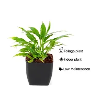 Phulwa Air Purifying Indoor Peace Lily Plant for Living Room, Bedroom, House Balcony with Black Pot-thumb4