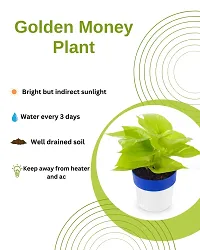 Phulwa Golden Money Plant in Blue and White Round Pot | Easy Care Indoor House Plant | Home  Office D?cor | Airpurifying | Good Luck-thumb2