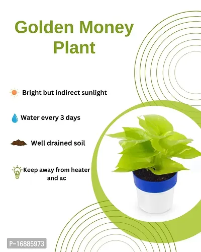 Phulwa Golden Money Plant in Blue and White Round Pot | Easy Care Indoor House Plant | Home  Office D?cor | Airpurifying | Good Luck-thumb3