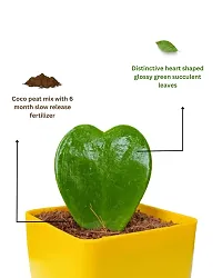 Phulwa Hoya Heart Cute Succulent Plant with Yellow Pot | Perfect Valentine Gift for Your Loved Ones | Indoor Plant | Office Plant |-thumb4