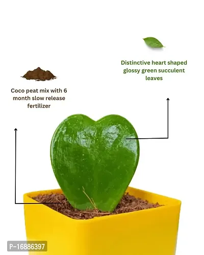 Phulwa Hoya Heart Cute Succulent Plant with Yellow Pot | Perfect Valentine Gift for Your Loved Ones | Indoor Plant | Office Plant |-thumb5