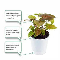 Phulwa Syngonium Bronze Indoor Air Purifier Succulent Plant with White Plastic Pot, Indoor Plant for Indoor  Outdoor, Home  Office Decoration, Garden, Pack of 1-thumb2