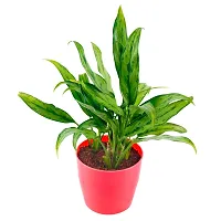 Phulwa Green Live Aglaonema Plant with Red Round Pot Plant for Indoor  Outdoor, Home  Office Decoration,Garden, Pack of 1-thumb4