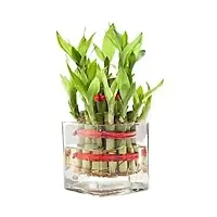 Phulwa Combo of Two Layer Lucky Bamboo Plant with Sqaure Glass Pot and Green Money Plant with Round Jute Wrapped Pot, Easy Care Indoor House Plant | Home  Office D?cor Airpurifying | Good Luck | Plant for Gifting | Pack of 1-thumb1