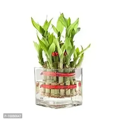 Phulwa Combo of Two Layer Lucky Bamboo Plant with Sqaure Glass Pot and Green Money Plant with Round Jute Wrapped Pot, Easy Care Indoor House Plant | Home  Office D?cor Airpurifying | Good Luck | Plant for Gifting | Pack of 1-thumb2