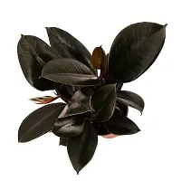 Phulwa Ficus Elastica (Rubber Plant) Indoor Home Office Decoratio-thumb1