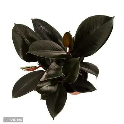 Phulwa Ficus Elastica (Rubber Plant) Indoor Home Office Decoratio-thumb2