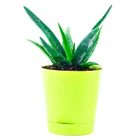 Phulwa Plant Combo of 2 aloevera Plants with Yellow self Watering Pot for Home d?cor, Medicinal Plant with Pot, Indoor Plant-thumb2