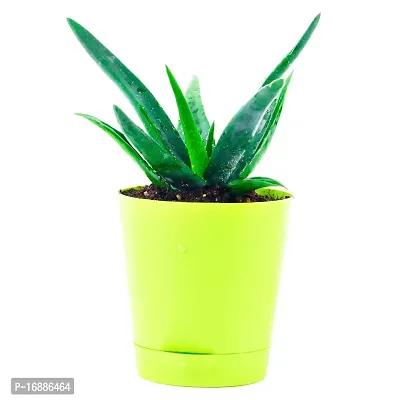 Phulwa Plant Combo of 2 aloevera Plants with Yellow self Watering Pot for Home d?cor, Medicinal Plant with Pot, Indoor Plant-thumb3