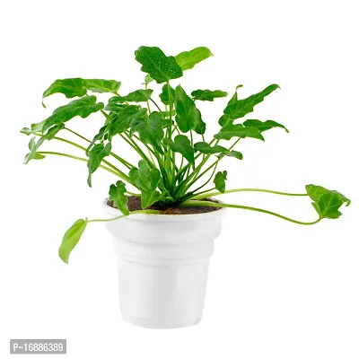 Phulwa Green Xanadu Live Plant with White Plastic Pot Low maintainance Foliage Plant Indoor Plant for Home Decoration and Office Plant