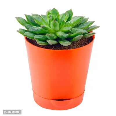 Phulwa Vishnu Kamal Live Plant with red self Watering Plastic Pot Low maintainance succulant Plant Indoor Plant for Home Decoration and Office Plant