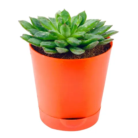 Hot Selling Plant & Planters 