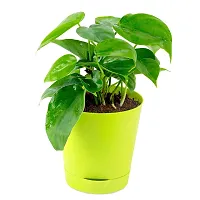 PHULWA Air Purifying Green Live Money Plant with yellow self watering plastic pot low maintainance, plant for Home  Office D?cor | Easy Care | Lucky plant | Plant for Gifting | indoor  outdoor decoration | Pack of 1-thumb3